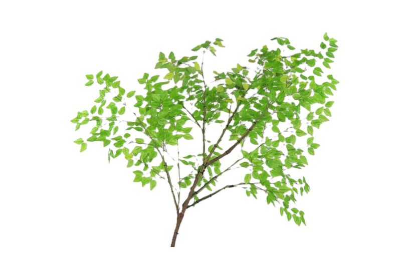 小枝　ライトグリーン